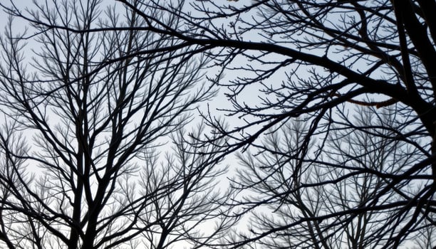 bare tree branches etched against a winter sky. photo