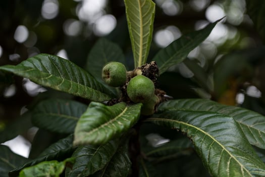 Unripe Japanese Medlar fruits in the Botanical Garden in Georgia photo