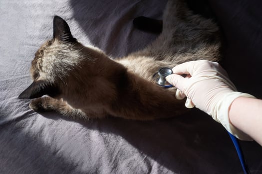 Person in gloves examining siamese cat with stethoscope on soft grey surface. photo