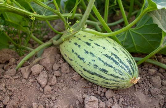 unripe melon growing in the garden photo
