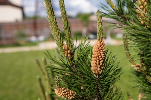 Pine Tree With New Cones Growing in a Sunny Backyard Garden During Spring photo
