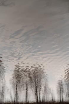 Reflections of Trees and Cloudy Sky on Tranquil Water Surface During Early Morning photo