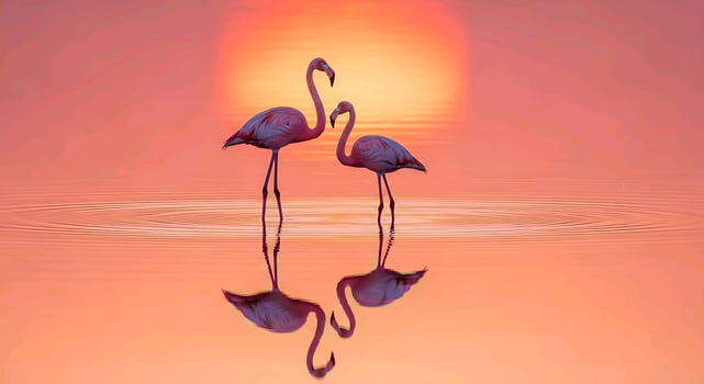 two flamingos standing in the water at sunset time photo