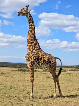 Giraffe standing in the savannah in Kenya on a sunny day photo