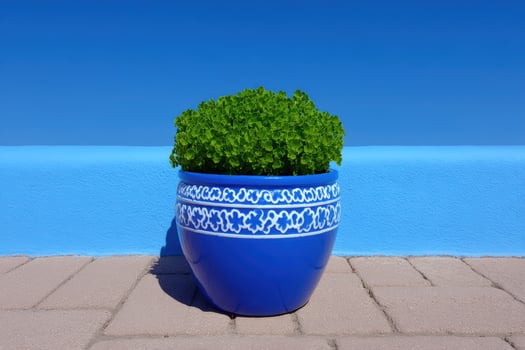 Bright blue pot with green plant against a blue wall photo
