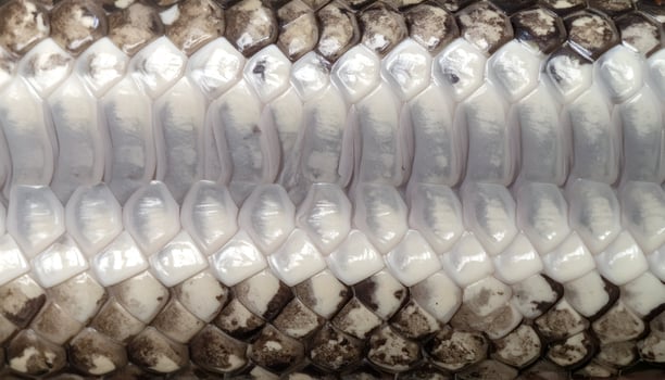 macro texture of snake belly scales with soft curved white patterns and natural skin surface for reptile design or biological study photo