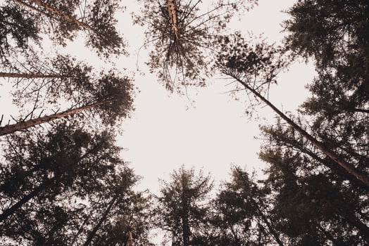 Christmas trees Pine coniferous forest bottom view to sky photo