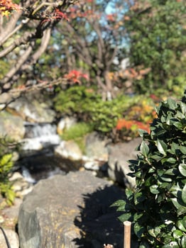 Small isolated japanese garden with its own pond in Tokyo Japan photo