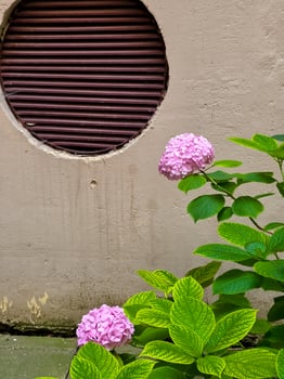 Two pink hydrangea blooms grow beside a worn beige wall with a round, louvered air vent. The vibrant flowers and bright green leaves contrast with the aged urban surfacee photo
