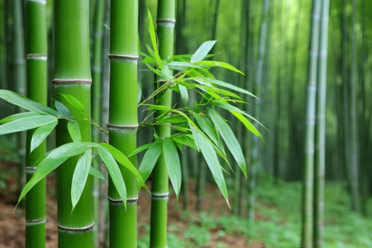 Green bamboo stalks growing in dense forest photo