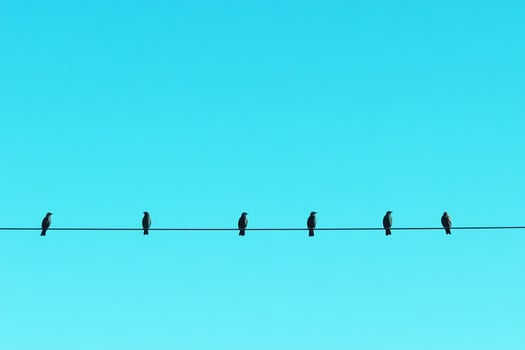 Birds on wire photo