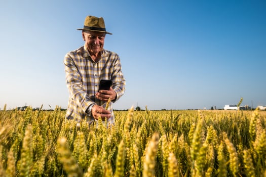 Senior farmer is standing in his growing wheat and using smartphone photo