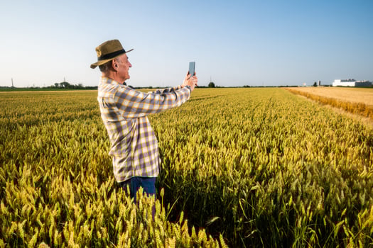 Senior man is standing in his growing wheat field and using smartphone photo
