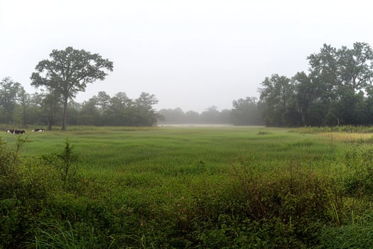 A field with cows grazing in it photo