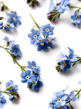 Tiny Blue Forget-Me-Not Flowers Gracefully Spread on Pure White Background photo
