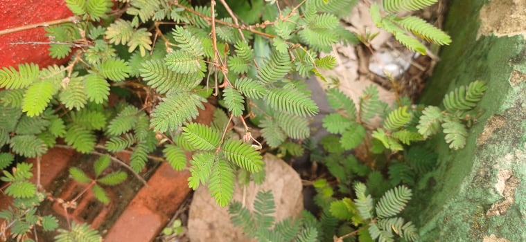 Lush Mimosa Pudica Plant Growing Near Brick Wall Outdoors Nature Closeup photo