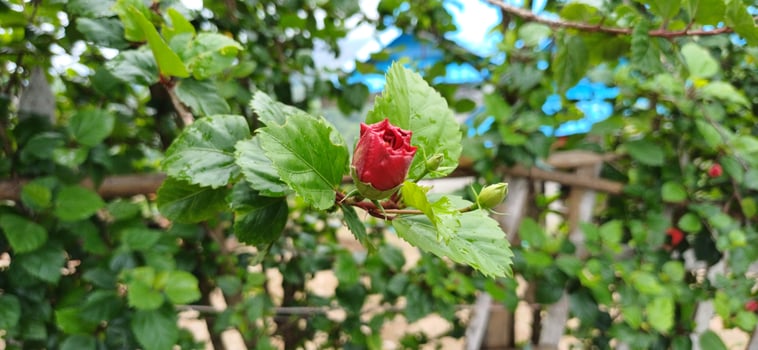 Vibrant Red Hibiscus Bud Blooming Amid Lush Green Foliage against photo