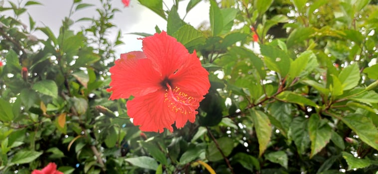 Vibrant Red Hibiscus Flower Blooming Lush Green Foliage Tropical Garden Botany Nature photo