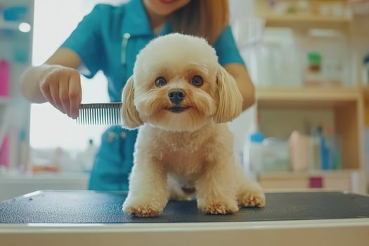 A woman is combing a dog's hair photo