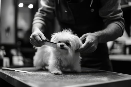 A man cutting a small dog's hair photo
