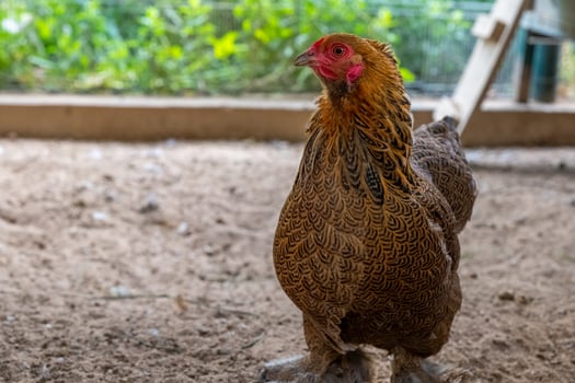 Majestic hen exploring a sunny farmyard on a bright afternoon in early spring photo