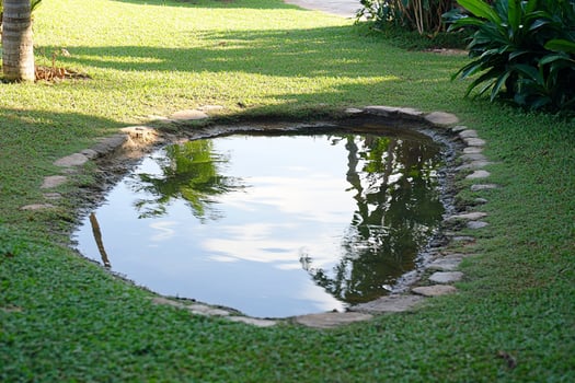 A small pond in a grassy area photo