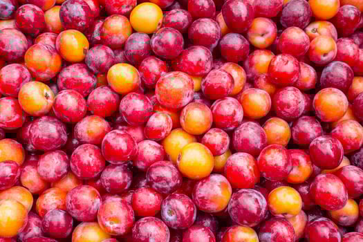 A close up of a bunch of red and yellow plums photo