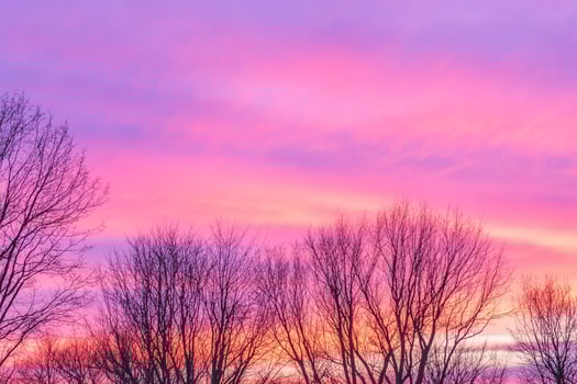 A purple sky with bare trees in the foreground photo