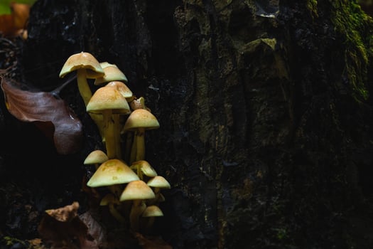 A group of mushrooms growing on a tree trunk photo