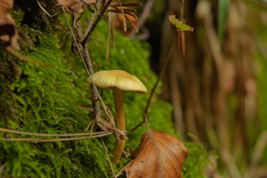 A mushroom is growing on a mossy rock photo
