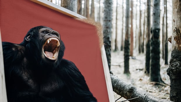 a gorilla is shown in a frame in the woods photo