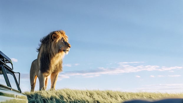 the lion king photo