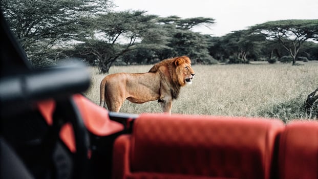 a lion in the wild photo