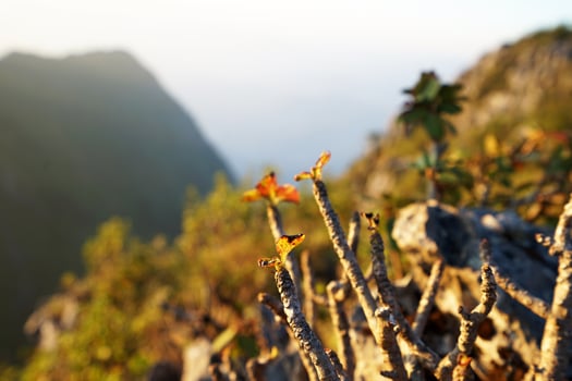 Wild red flower plant among natural landscape of green forest park photo
