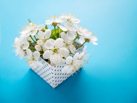 A small, delicate, spring bouquet of cherry flowers in a gift box on a blue background. photo