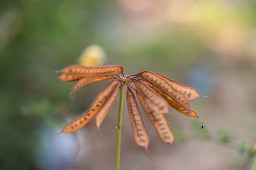 Nature study brown seed pods open field macro photography soft focus botanical concept photo
