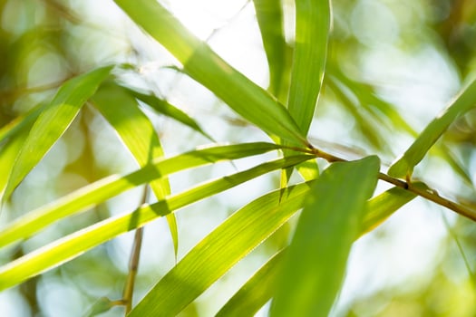 Sunlit bamboo leaves nature close-up green environment serene viewpoint natural beauty photo