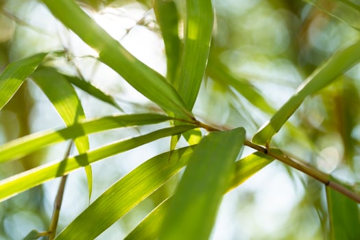 Bamboo leaves close-up natural habitat photography lush environment upward view serenity and growth photo