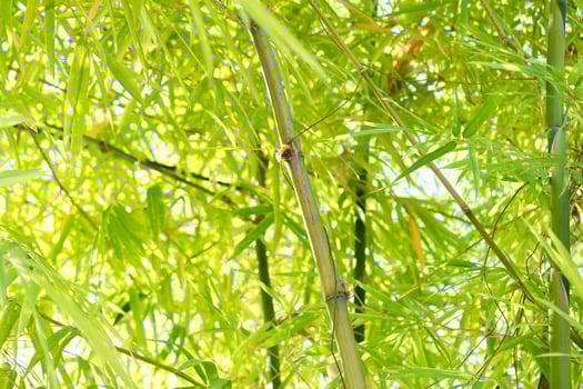 Growing bamboo natural environment close-up photography lush greenery upward perspective serenity and growth photo