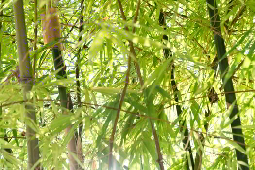 Bamboo growth action forest location nature content lush environment close-up viewpoint tranquil concept for seo impact photo
