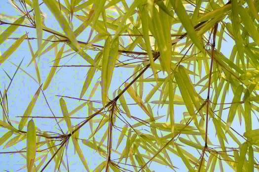 Bamboo leaves swaying outdoors nature photography bright sky upward view serenity and growth photo