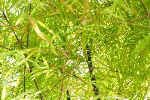 Bamboo growth under sunlight forest nature photography lush environment upward view tranquility photo