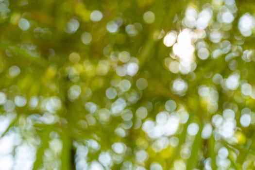Bokeh effect capturing sunlight nature photography outdoor close-up abstract beauty photo