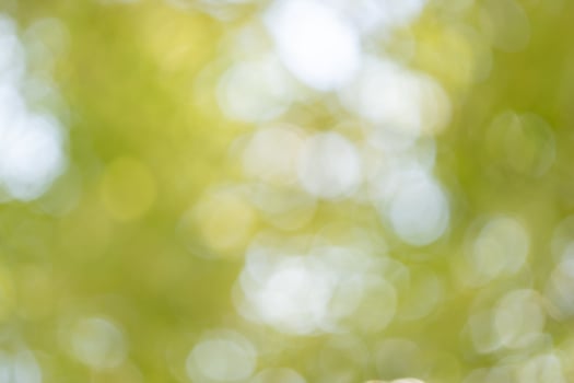 Nature scene captured outdoor park bokeh photography lush greenery close-up serenity photo