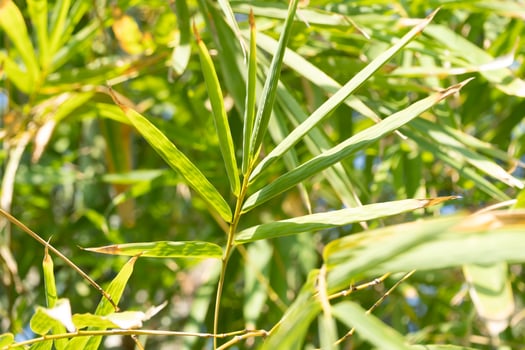 Bamboo growth in natural habitat close-up photography lush environment nature vibrant greenery photo