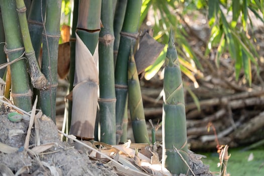Bamboo growth stages tropical forest nature photography natural habitat close-up plant development photo