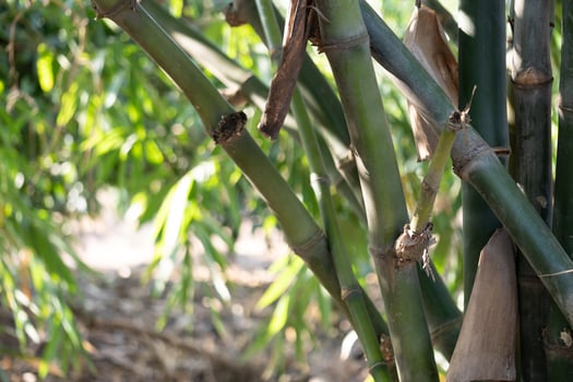 Bamboo growth natural forest close-up photography lush greenery nature sustainability photo