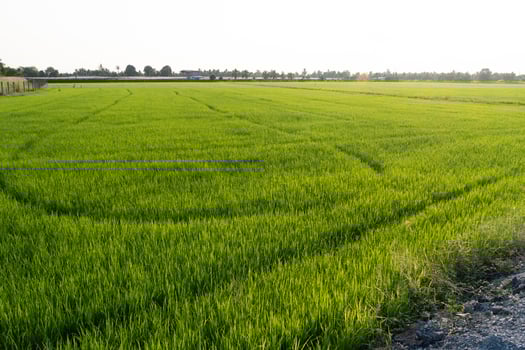 Harvesting green rice fields rural area landscape photography agricultural setting aerial viewpoint natural beauty photo
