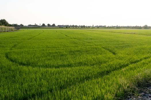 Rice cultivation agricultural field landscape photography fertile plains aerial view sustainable farming photo