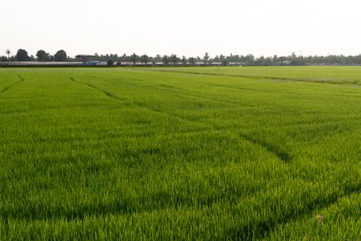 Harvest season action in lush rice fields rural landscape photography sunny environment wide angle view agricultural growth photo
